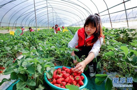 Volunteers Help Farmers Increase Income in Changxing, E Chin